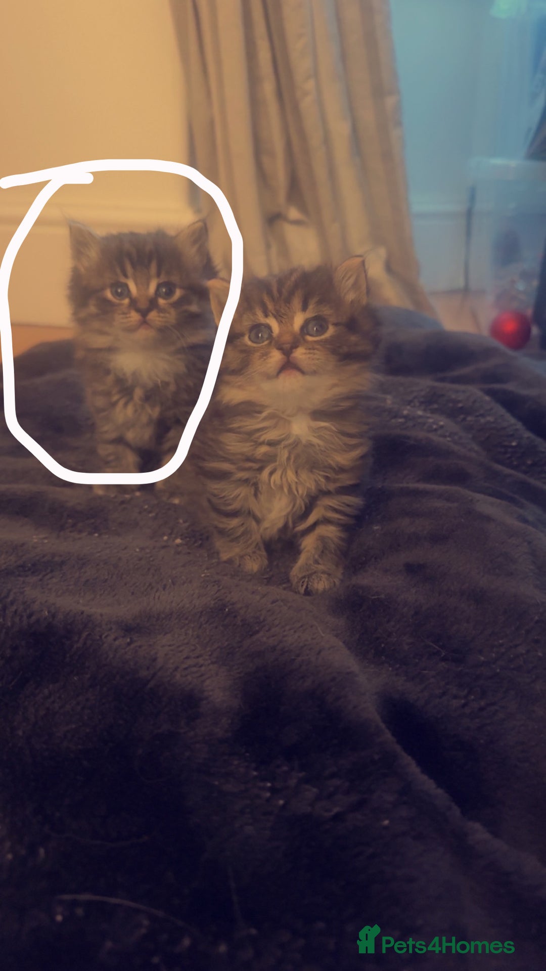 Persian cats for sale: Persian x  - Image 3