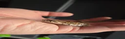 Snake reptiles for sale: Western Hognose Babies - Normal and Axanthics - Advert 3