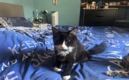 Mixed Breed cats for sale: Fluffy kittens for sale  in Kingston upon Thames - Image 13