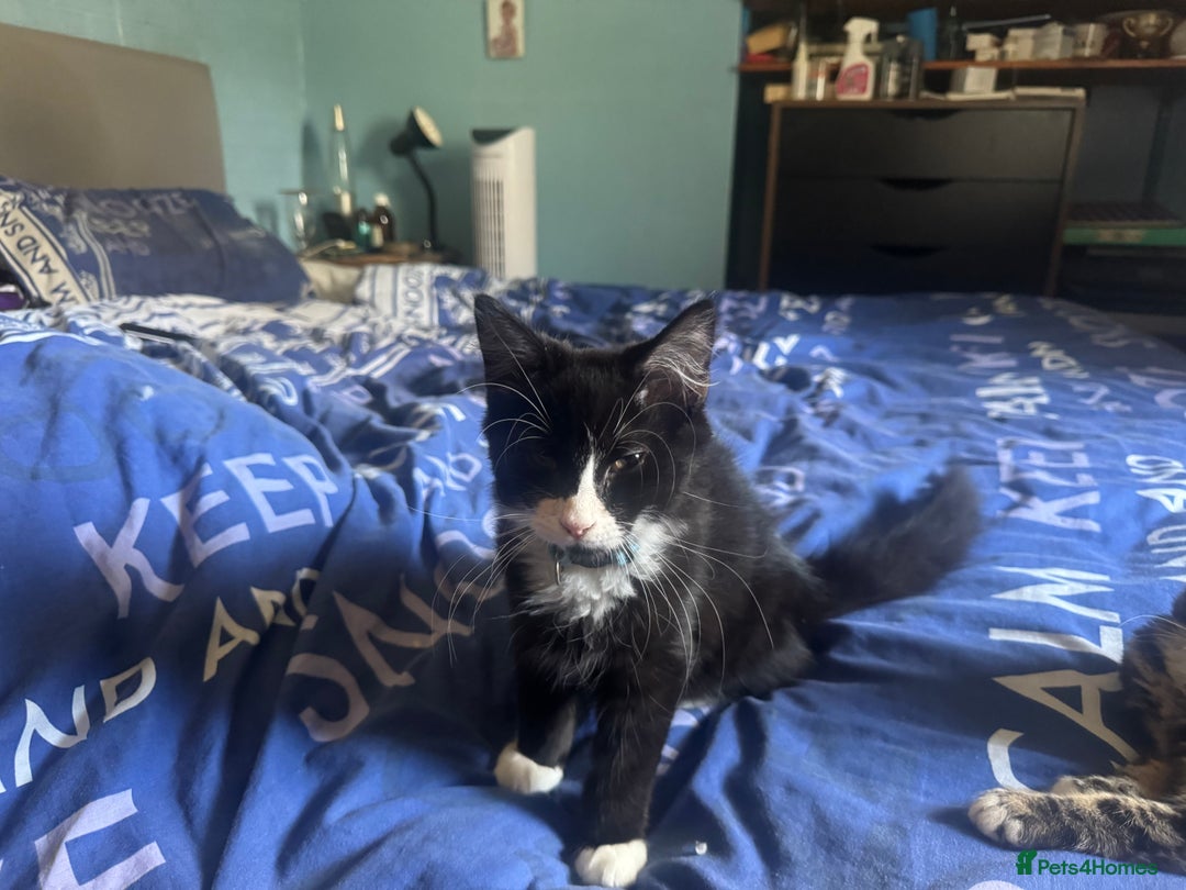Mixed Breed cats for sale: Fluffy kittens for sale  in Kingston upon Thames - Image 13
