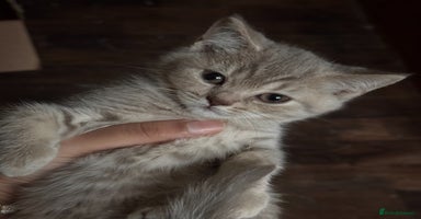 British Shorthair cats - Advert 1