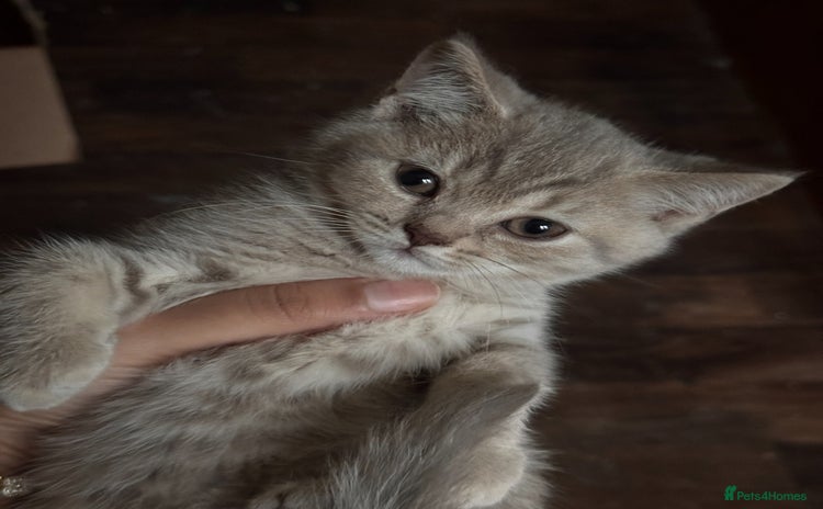 British Shorthair cats - Advert 7