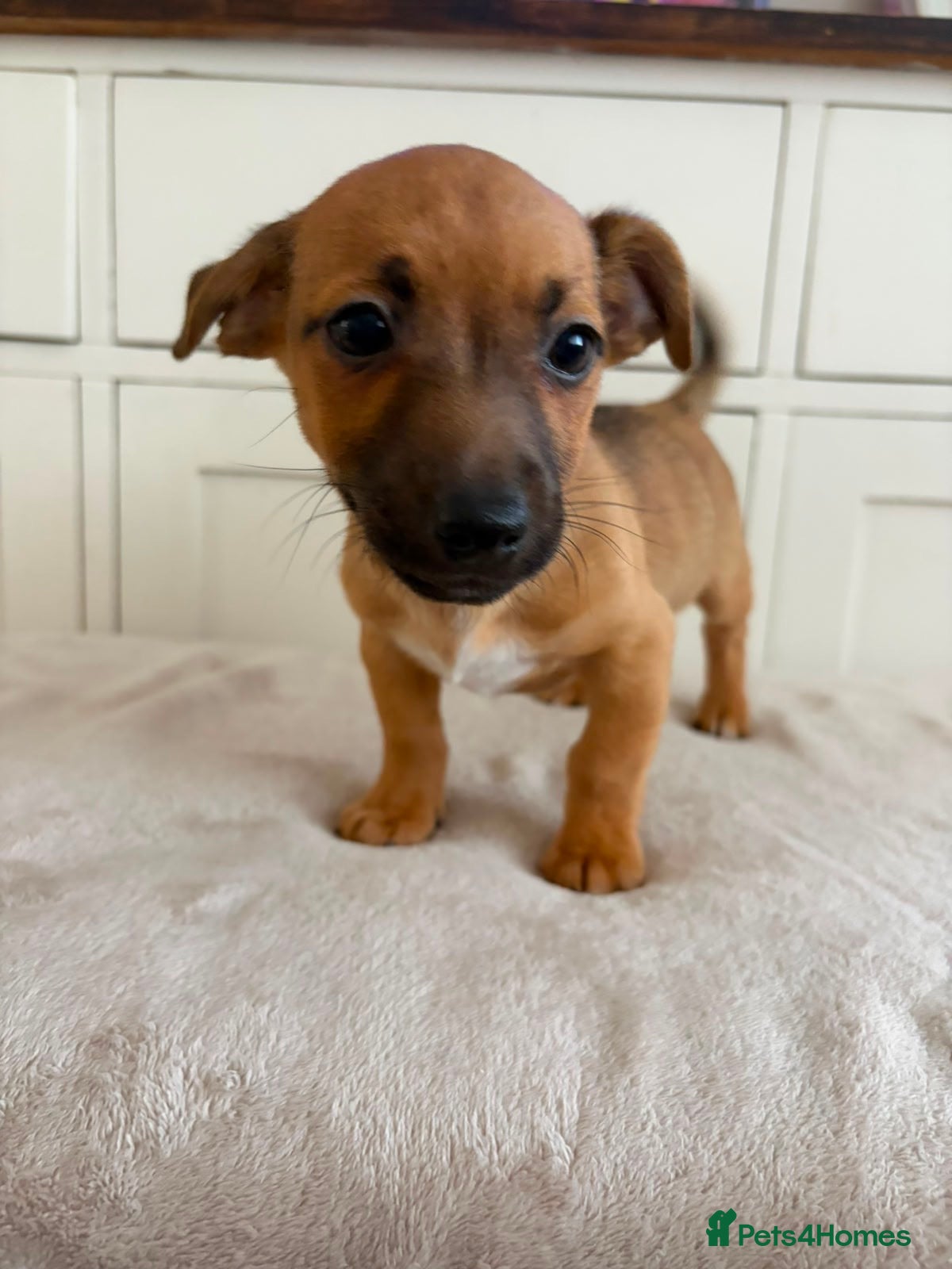Jack Russell dogs for sale: Jack Russell puppies - Advert 5