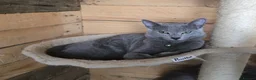 Russian Blue cats for sale: Champion Sired Registered Russian Blue Kittens - Advert 6