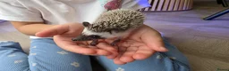 Pygmy Hedgehog rodents for sale: Male african pigmy hedgehog  - Advert 3