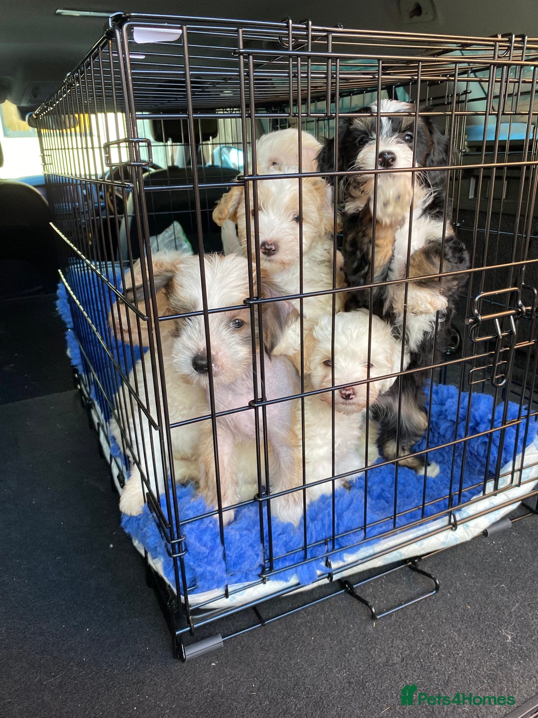 Chinese Crested dogs for sale: TRULY TRULY SCRUMPTIOUS apricot powder puff GIRL   - Advert 8