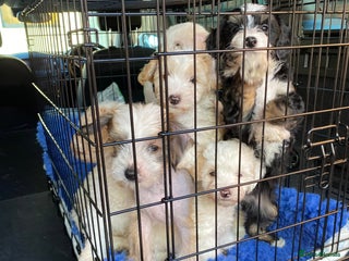 Chinese Crested dogs Chinese Crested puppies - Advert 1