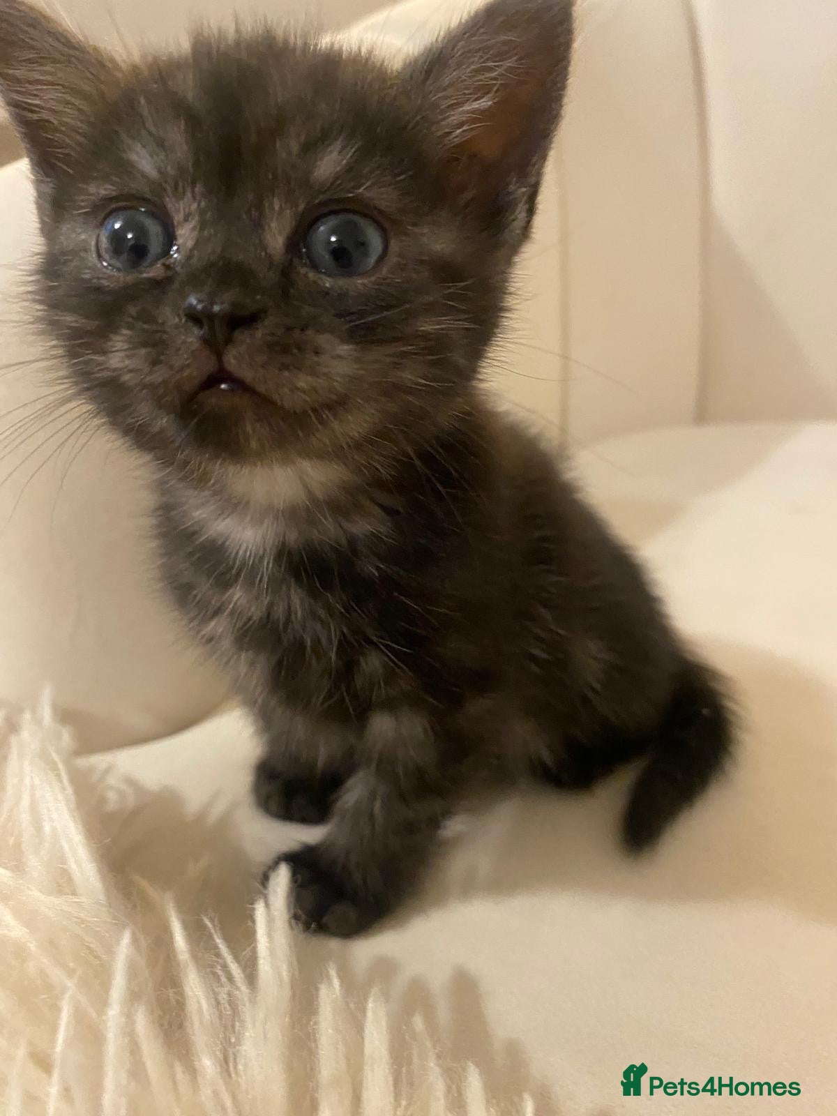 Mixed Breed cats Two Beautiful 8 Week Old Kittens - Advert 2