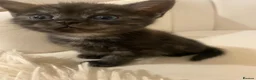 Mixed Breed cats for sale: Two Beautiful 8 Week Old Kittens - Advert 2