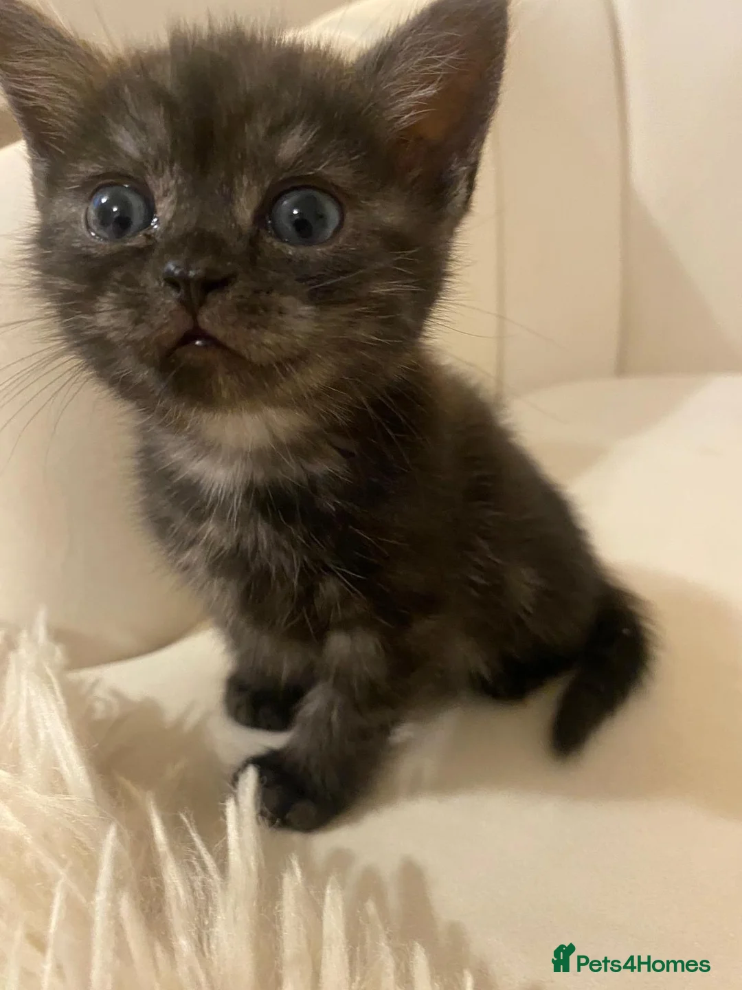 Mixed Breed cats for sale: Two Beautiful 8 Week Old Kittens - Advert 2