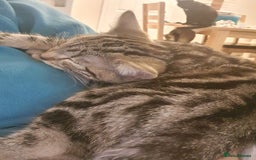 Domestic Shorthair cats for sale: Beautiful cats need rehoming  - Image 10