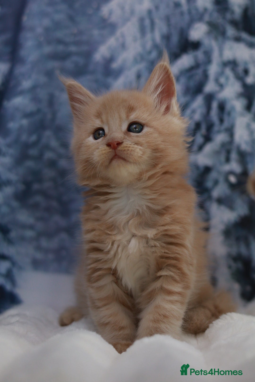 Maine Coon cats for sale: European line Mainecoon boy available.  - Advert 3