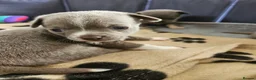 Chihuahua dogs for sale: Five Smoothcoat Chihuahua puppies for sale - Advert 32