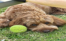 Labradoodle dogs for sale: F1bb fox red miniature labradoodle puppies  - Image 5