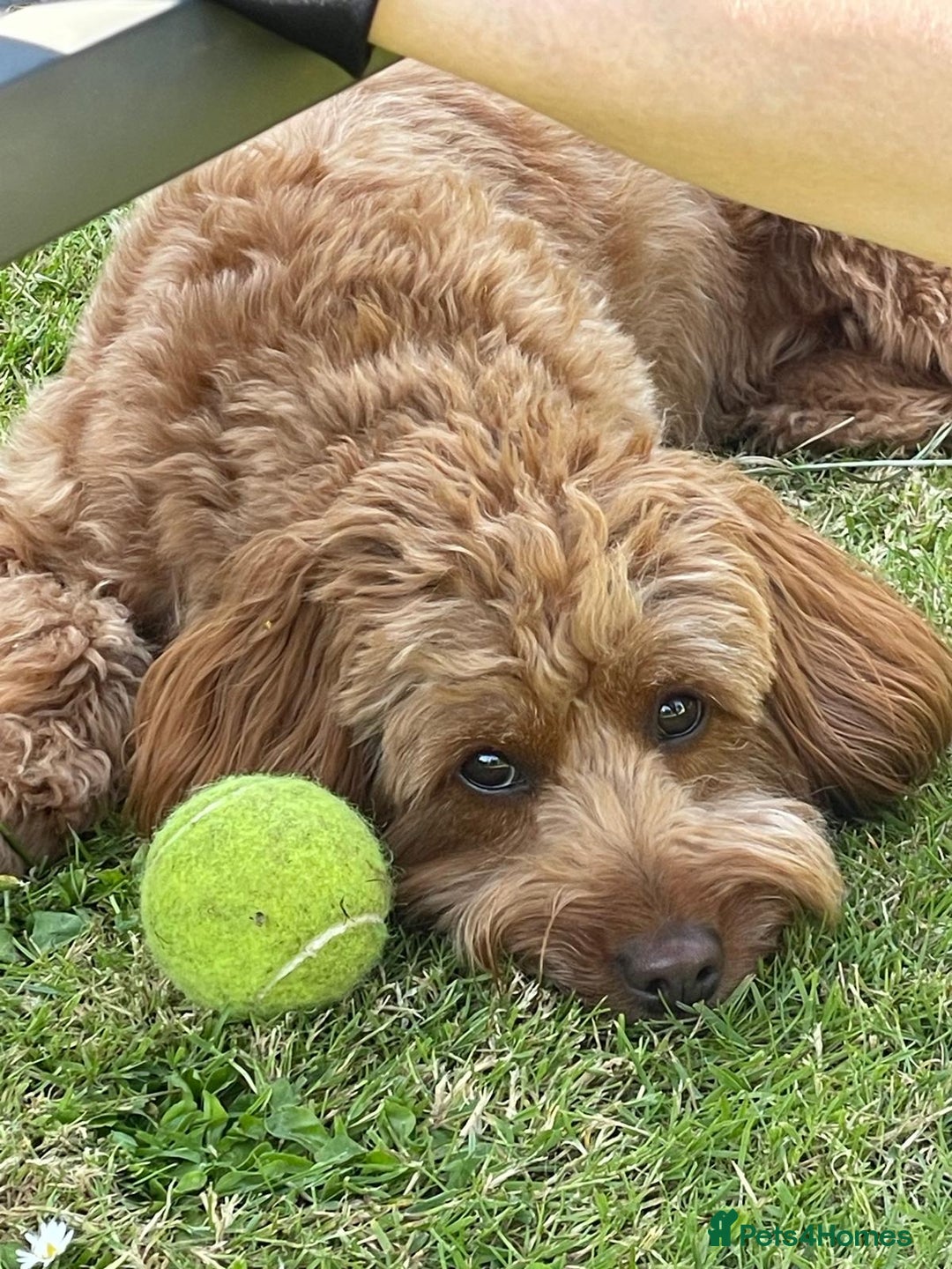 Labradoodle dogs for sale: F1bb fox red miniature labradoodle puppies  - Image 5