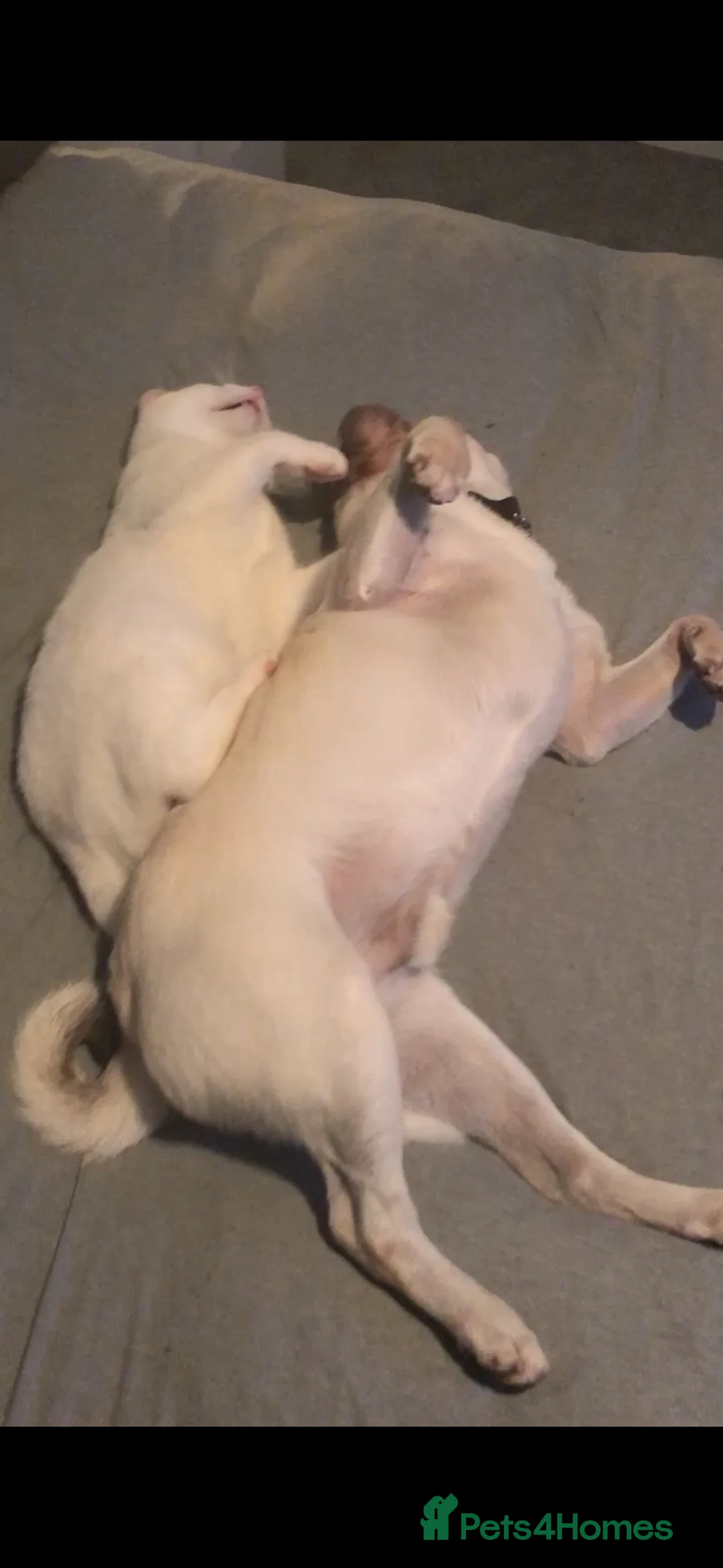 Mixed Breed dogs for sale: Rehoming - Chow Chow & two Pugs  - Advert 18