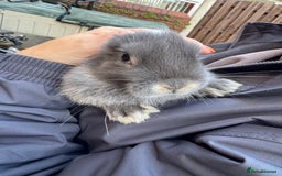 Mini Lop rabbits for sale: Mini lop baby rabbits for sale - Image 19