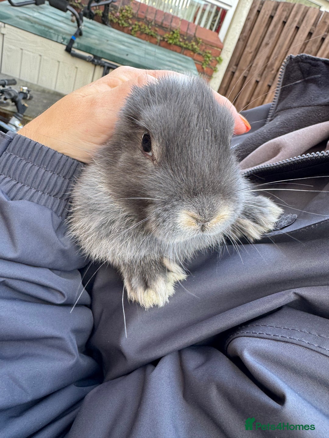 Mini Lop rabbits for sale: Mini lop baby rabbits for sale - Image 19