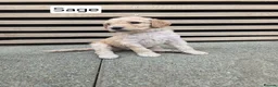 Labradoodle dogs for sale: Standard Multigeneration Labradoodle Backcross - Advert 17