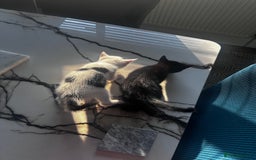 Turkish Angora cats for sale: 2 Turkish anagora X Bombay kittens - Image 1