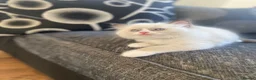 Ragdoll cats for sale: 100% Fully Traceable ragdoll kitten for sale - Advert 3