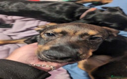 Mixed Breed dogs for sale: 2 Shepweiler Puppies  - Image 8