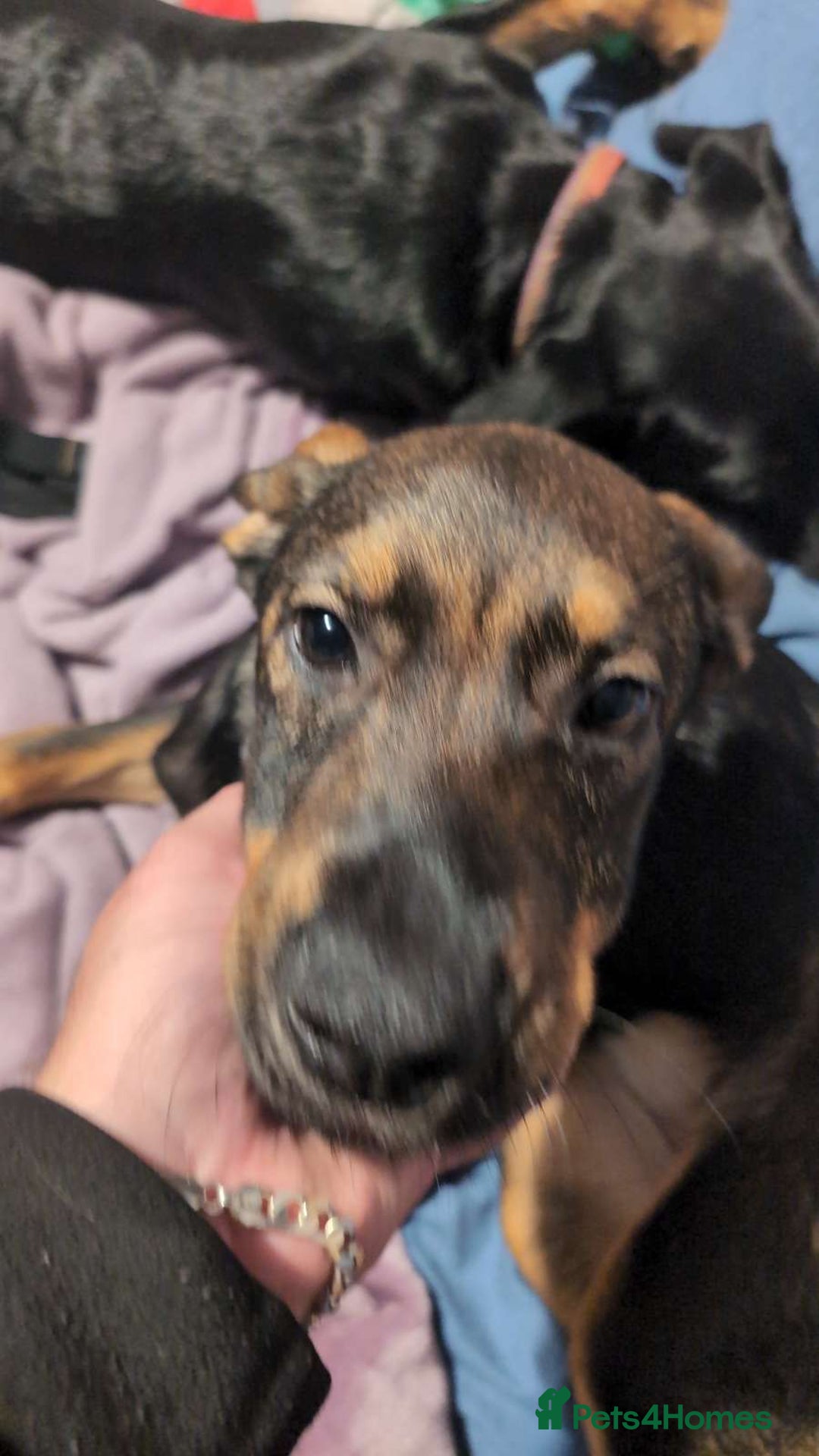 Mixed Breed dogs for sale: 2 Shepweiler Puppies  - Image 8
