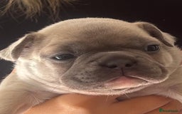French Bulldog dogs for sale: Ready to leave on the 12th of September - Image 29