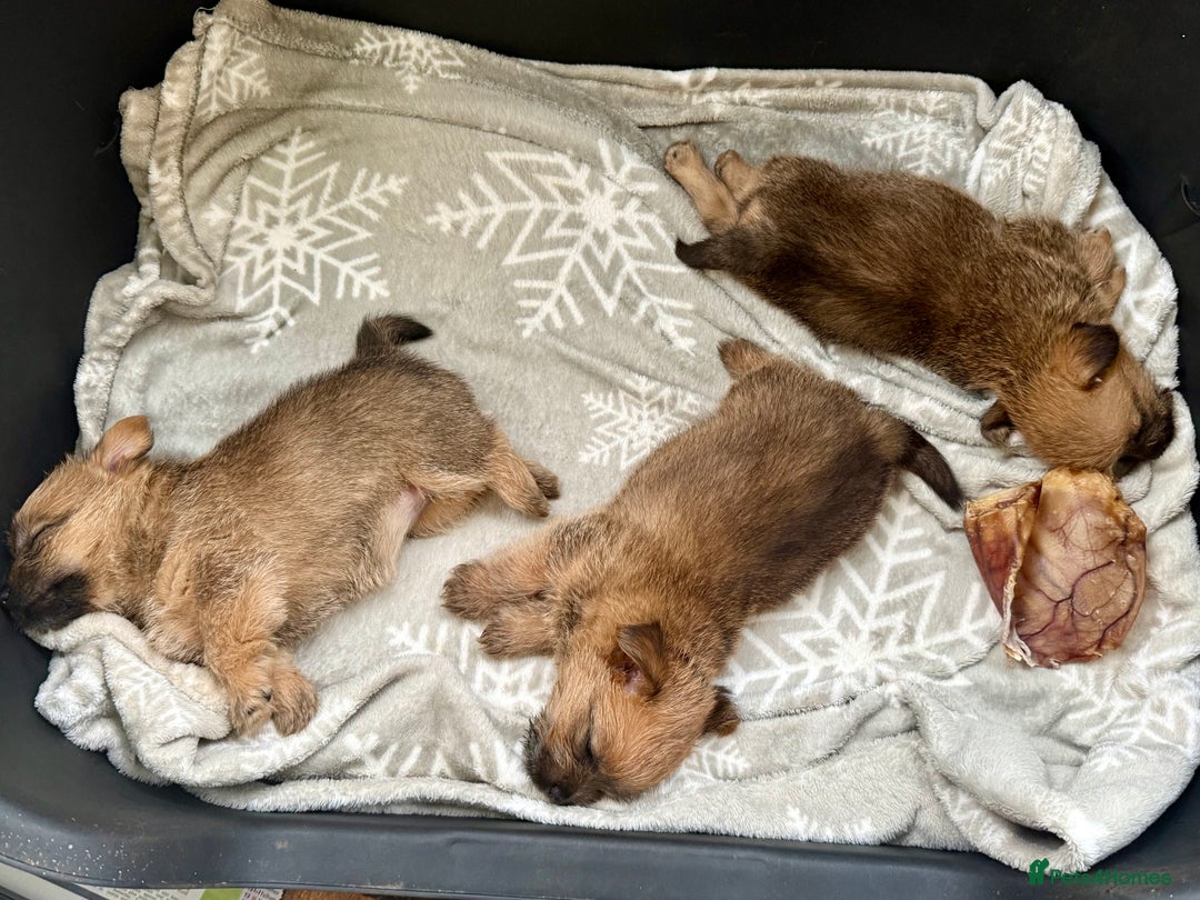 Norfolk Terrier dogs for sale: Norfolk Terrier puppies for sale - Advert 2