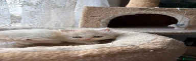 Persian 4