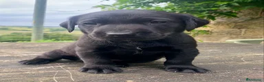 Labrador Retriever 3
