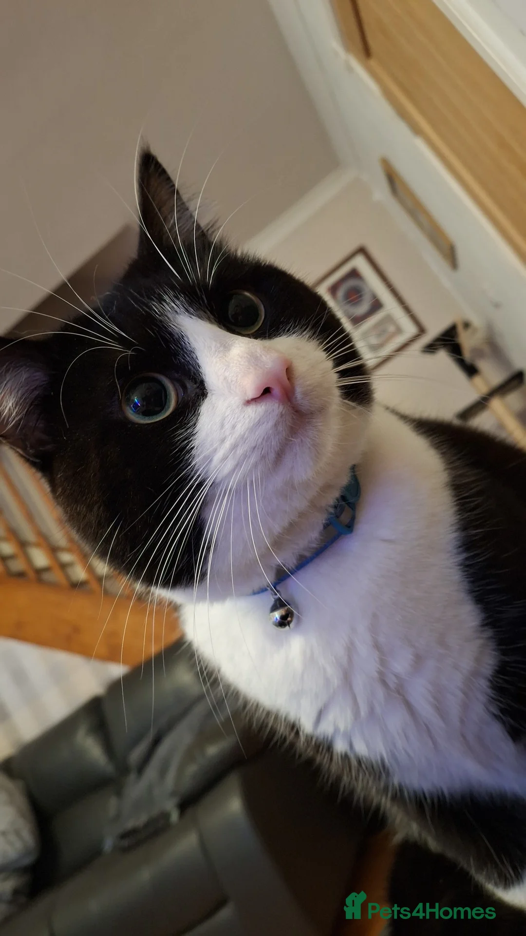 Domestic Shorthair cats for sale: 2 year old male tuxedo cat looking for a new home in Glasgow - Advert 2