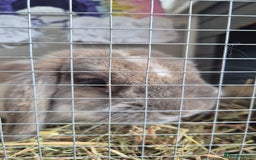 French Lop rabbits for sale: Male Lop - Image 2