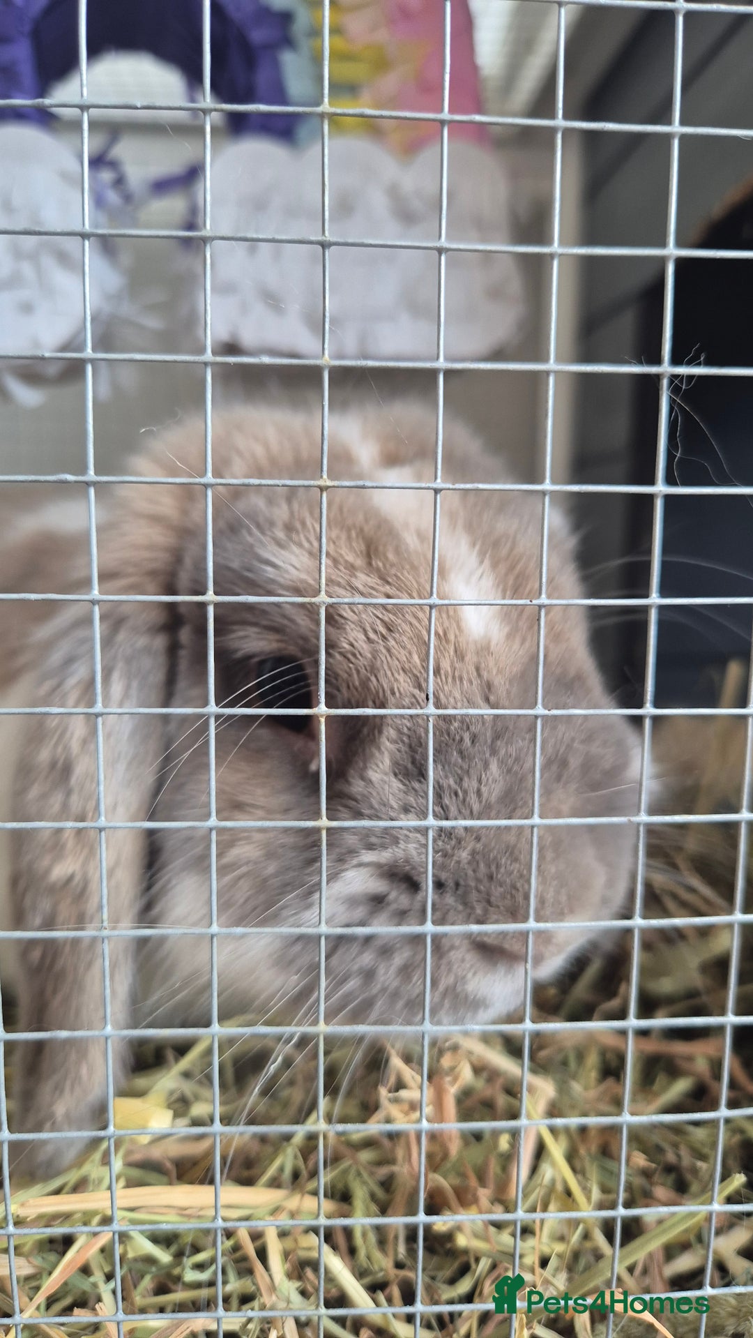 French Lop rabbits for sale: Male Lop - Image 2