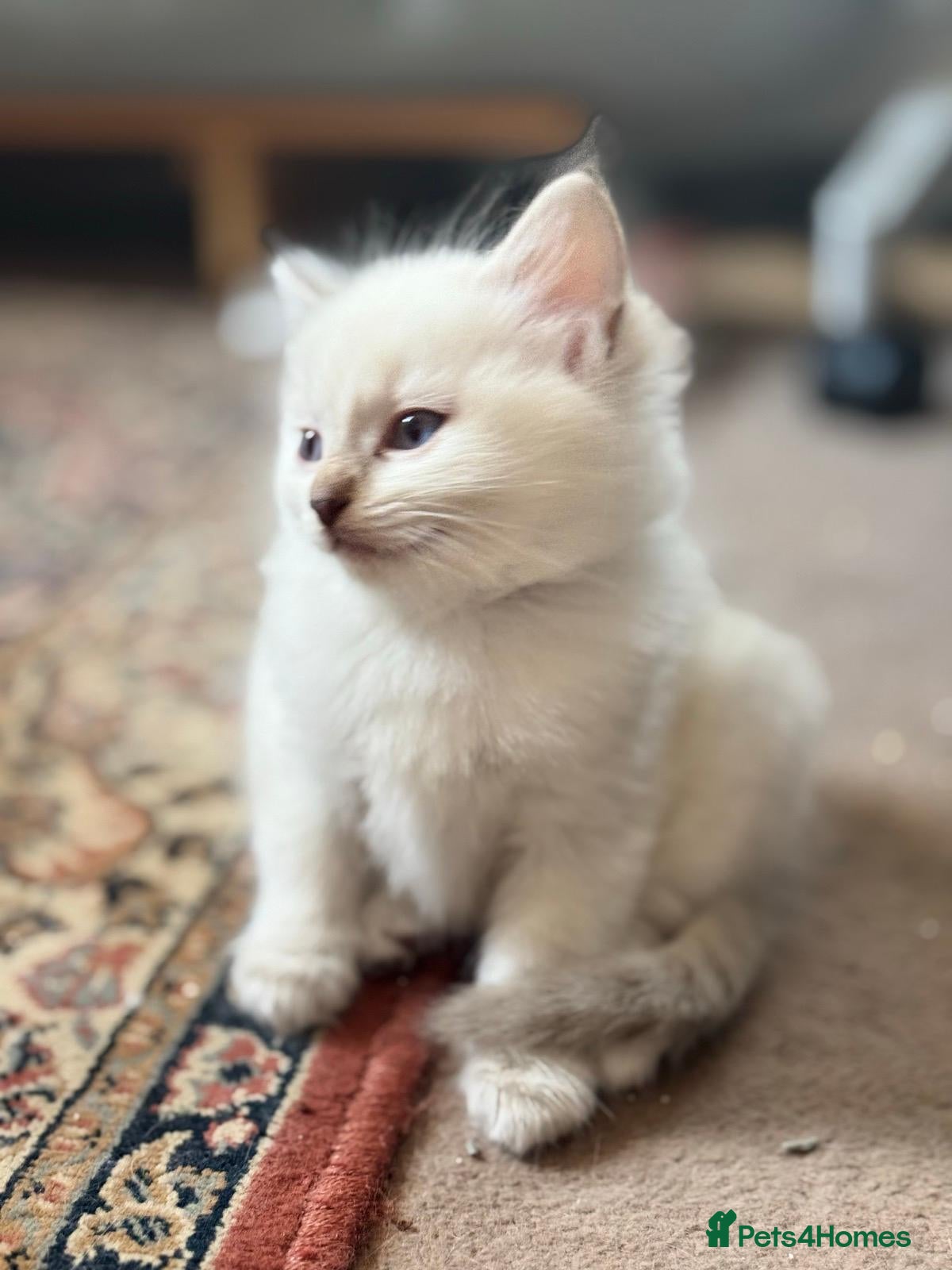 Ragdoll cats for sale: Aristocats Ragdolls Rare Flamepoint Baby Girl.  - Advert 2