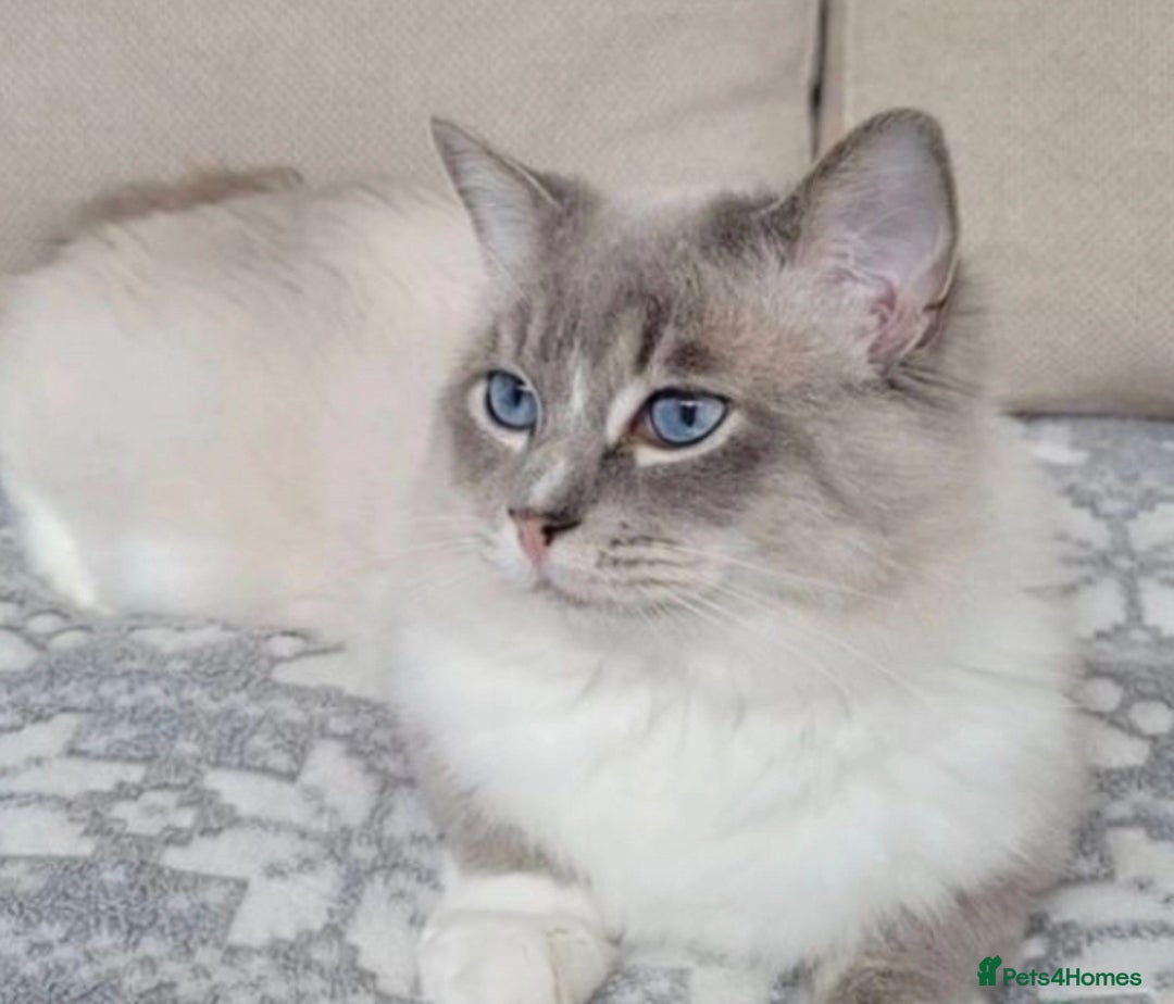 Ragdoll cats for sale: Beautiful Pedigree Ragdoll kittens  - Image 9