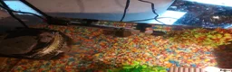 Terrapin reptiles for sale: 2 x terrapins for sale in Birmingham - Advert 1