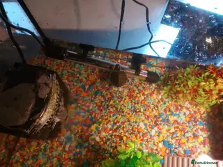 Terrapin reptiles 2 x terrapins for sale - Advert 1