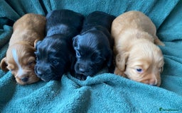 Cocker Spaniel dogs for sale: Working Cocker Spaniel Puppies   - Image 6
