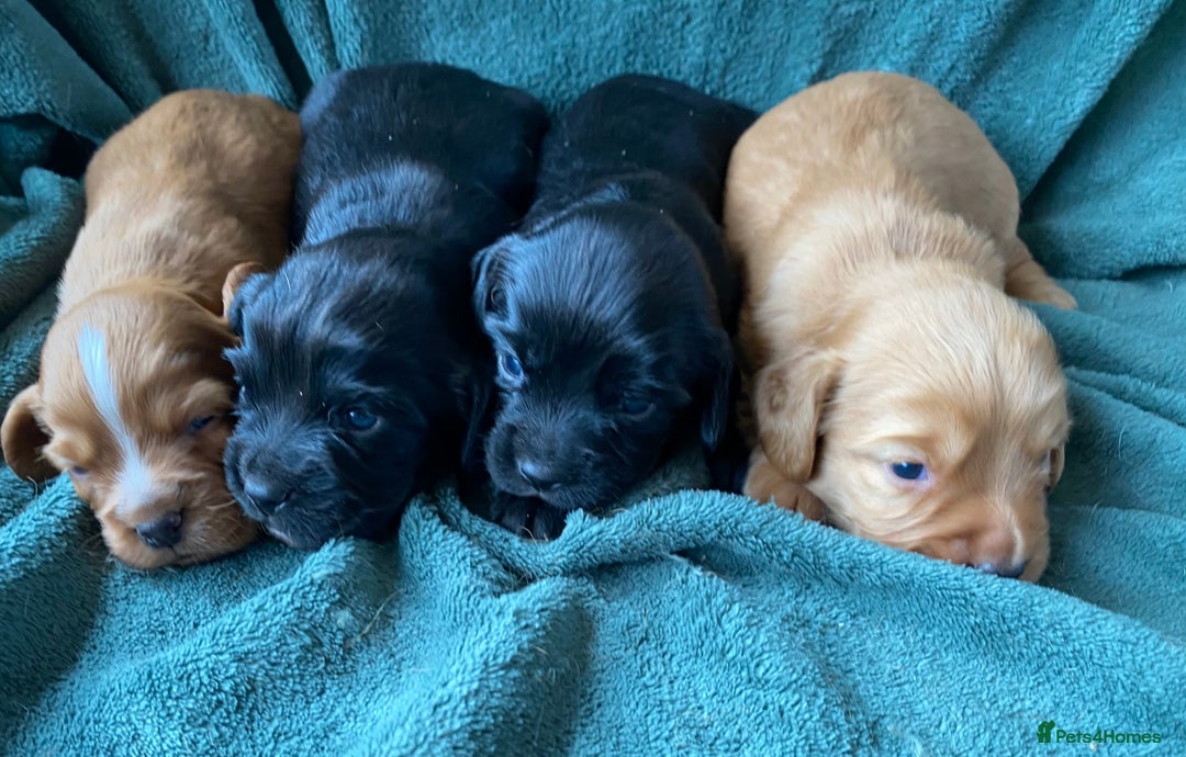 Cocker Spaniel dogs for sale: Working Cocker Spaniel Puppies   - Image 6