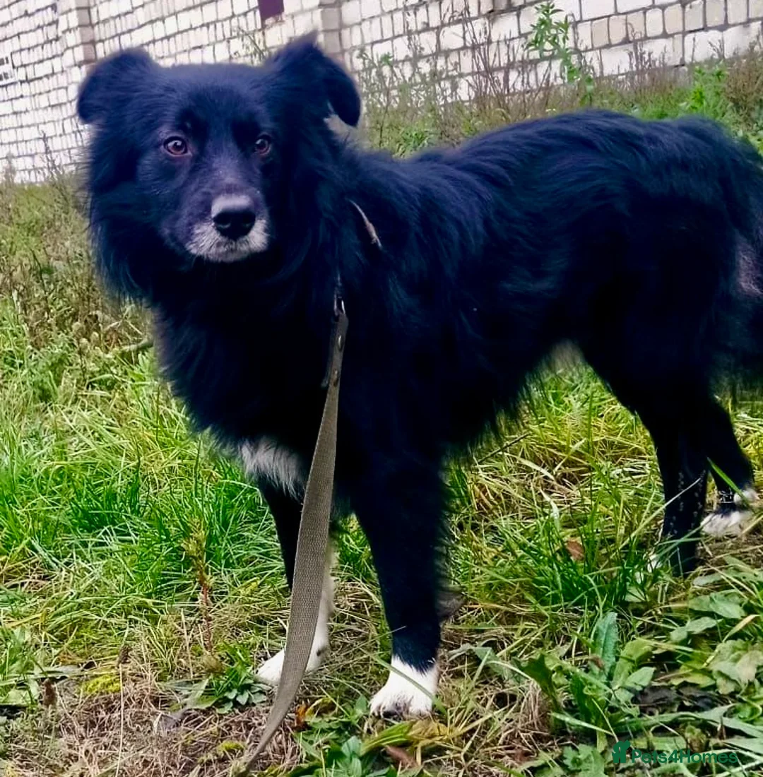 Border Collie dogs for adoption: 🐾 TED – Male Border Collie - Advert 2