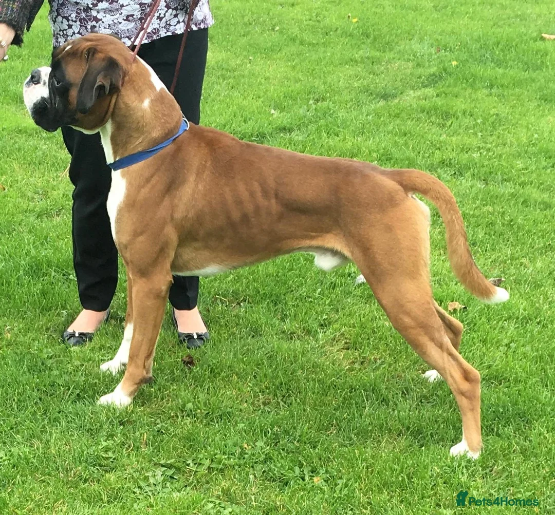 Boxer dogs for sale: STUNNING KC BOXER PUPPIES WITH CHAMPION BLOODLINES - Advert 15