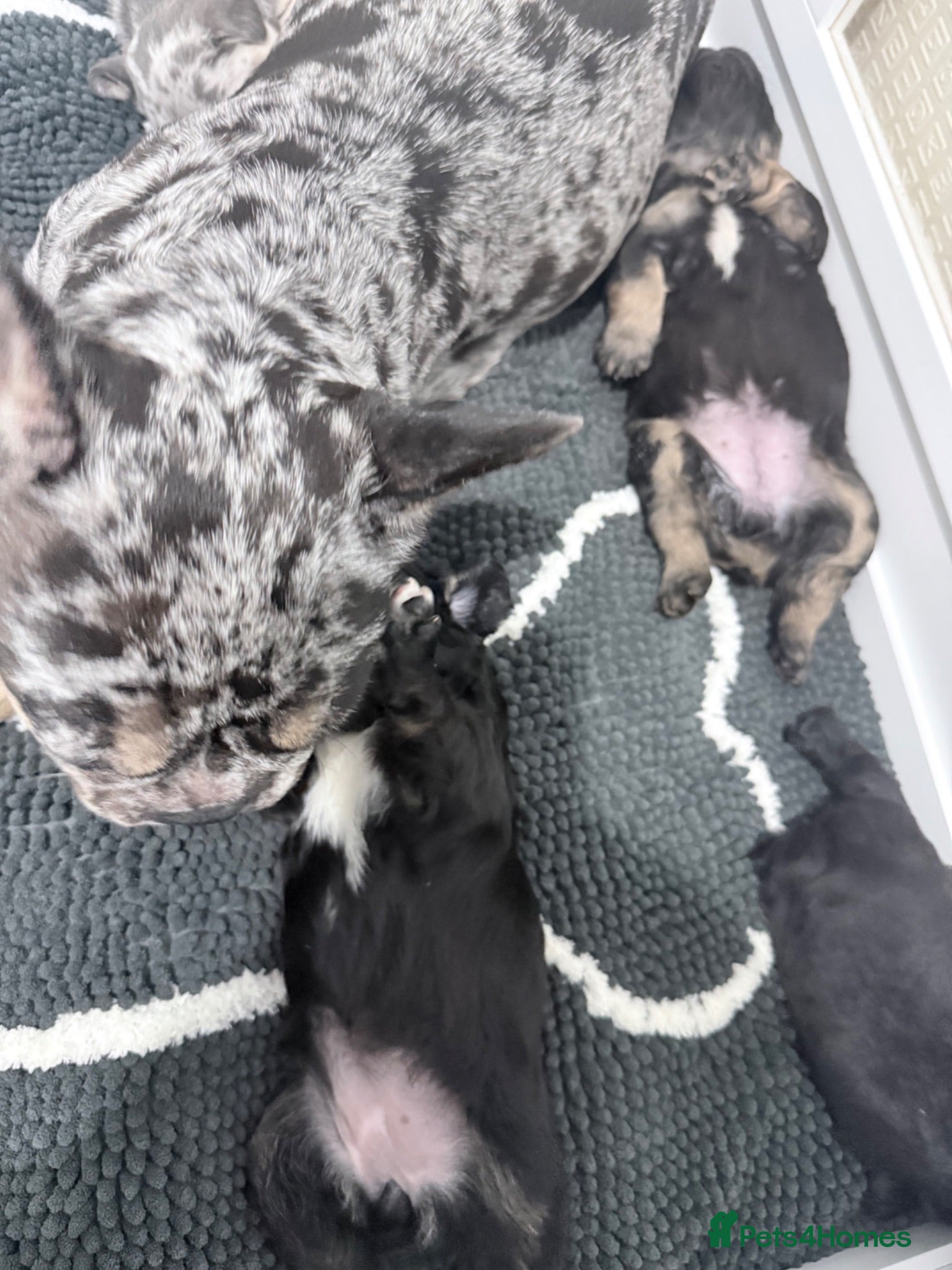 French Bulldog dogs Visual Fluffy and Carrier French Bulldog puppies! - Advert 2