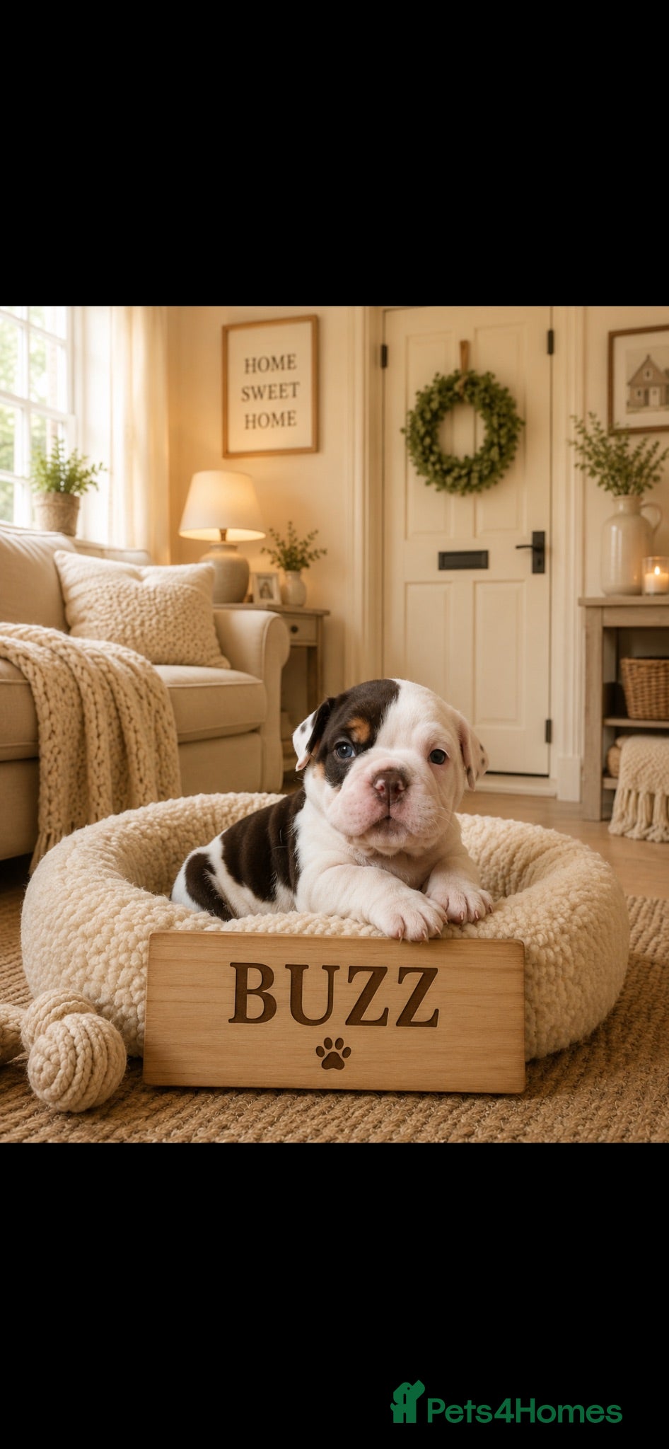 Dorset Olde Tyme Bulldogge dogs ⭐️Beautiful olde English bulldog puppies ⭐️ - Advert 1
