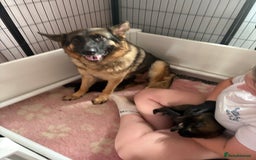 German Shepherd dogs for sale: Ready to leave kc reg big boned health tested gsd - Image 12