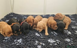 Miniature Poodle dogs for stud: Dark Red Miniature Poodle Stud Package Available in Southampton - Image 26
