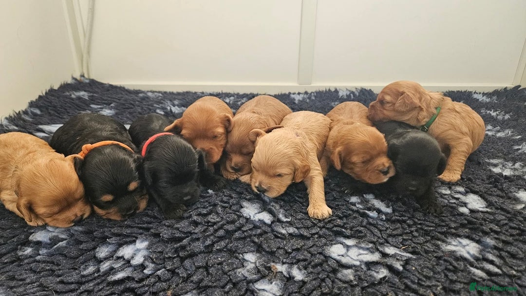 Miniature Poodle dogs for stud: Dark Red Miniature Poodle Stud Package Available in Southampton - Image 26