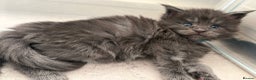 Maine Coon cats for sale: Maine coon kittens - Advert 5