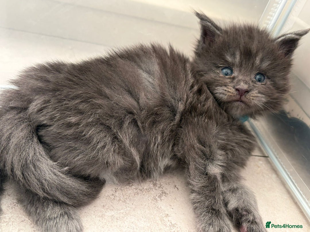 Maine Coon cats for sale: Maine coon kittens - Advert 5