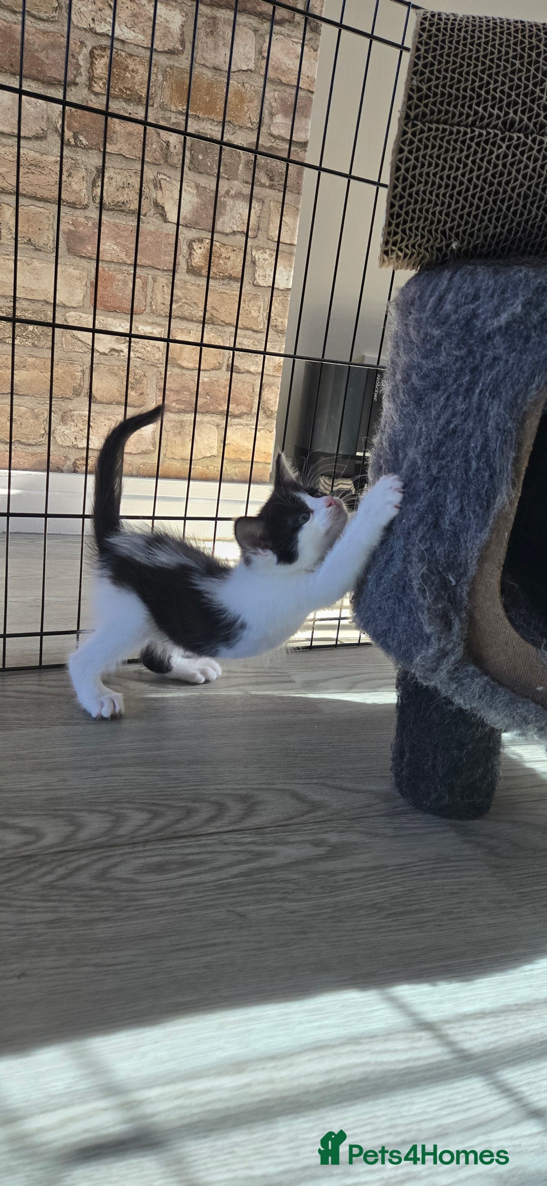 Mixed Breed cats for sale: 7 beautiful babies, 2 black/white are polydactyl  - Image 4